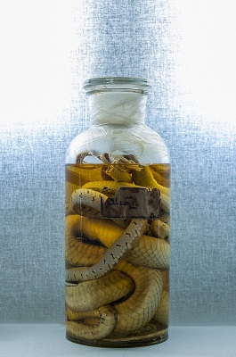 Slavery, Snakes, and Switching: The Role of Incentives in Creating Unintended Consequences