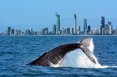 city whale.jpg
