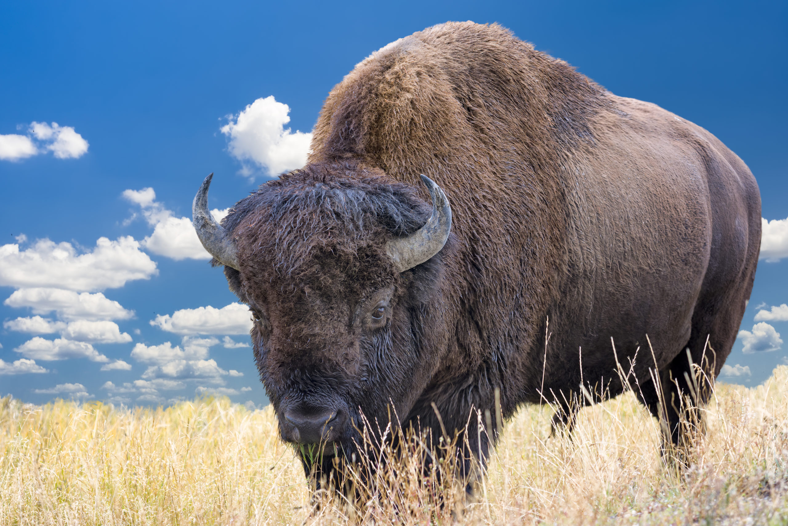Pete Geddes on the American Prairie Reserve - Econlib Pete Geddes on the American Prairie Reserve - Econlib