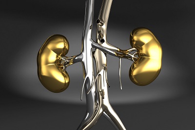 kidneys2.jpg