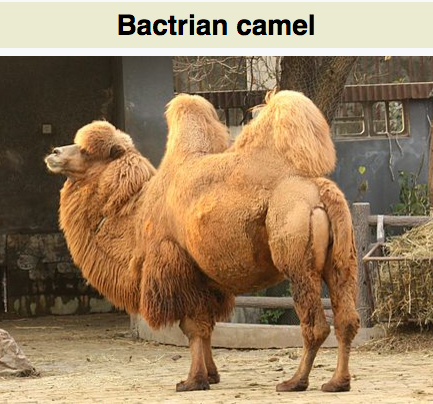 America:  A dromedary, not a Bactrian camel