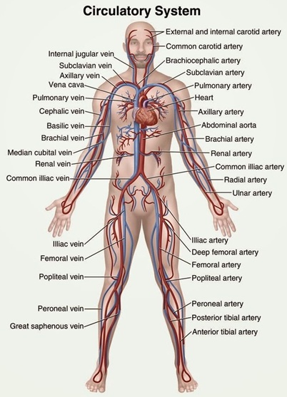 Econ as Anatomy