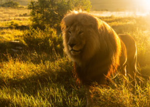 African-lion-300x215.jpg