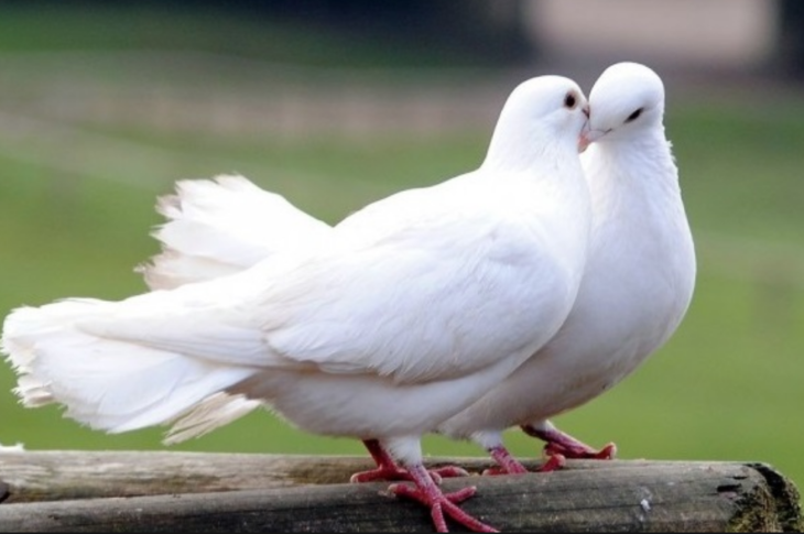 Image result for doves