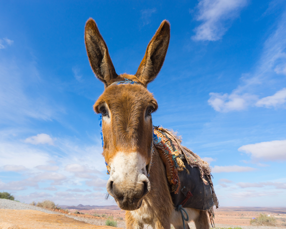 brelanie mule