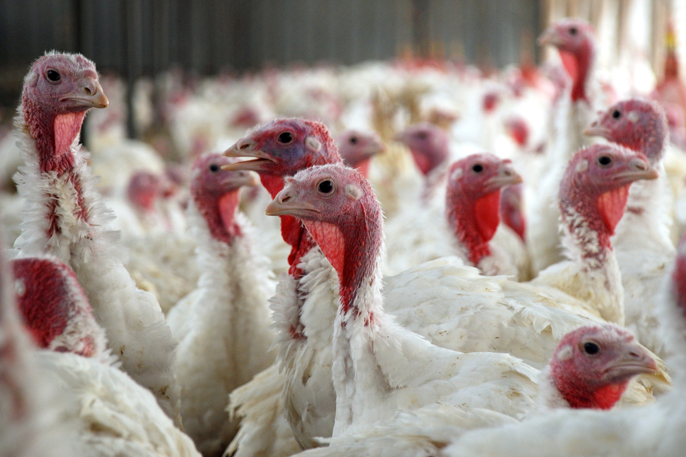Why Turkeys Are an Endangered Species
