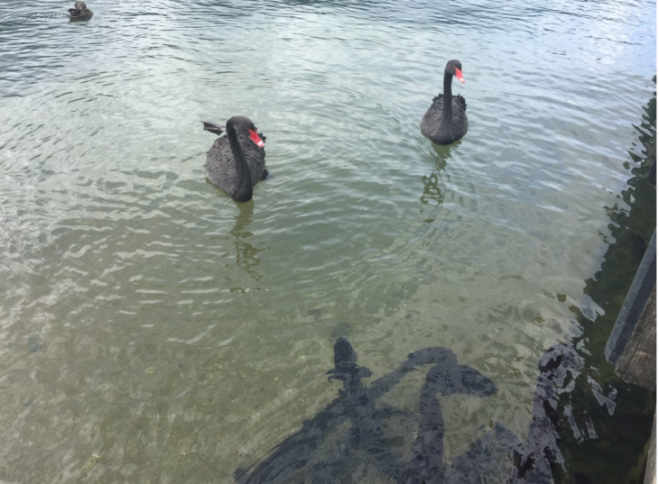 Black swans and eels