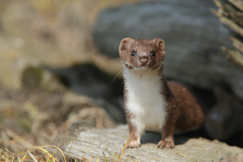 Don't Be a Modal Weasel