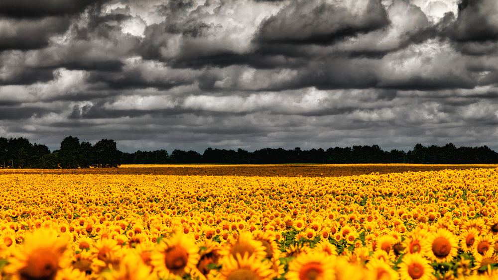 Foyle’s War: Sunflower