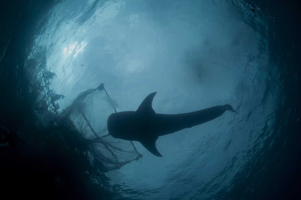 Lobsterman versus Whalers