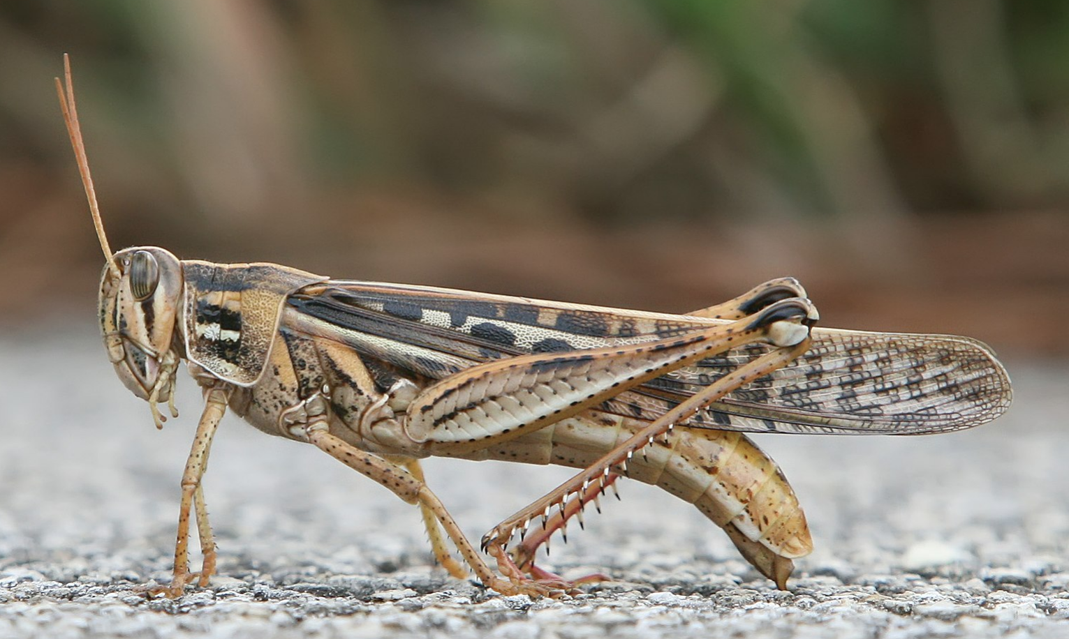The Grasshoppers are Coming for your Savings