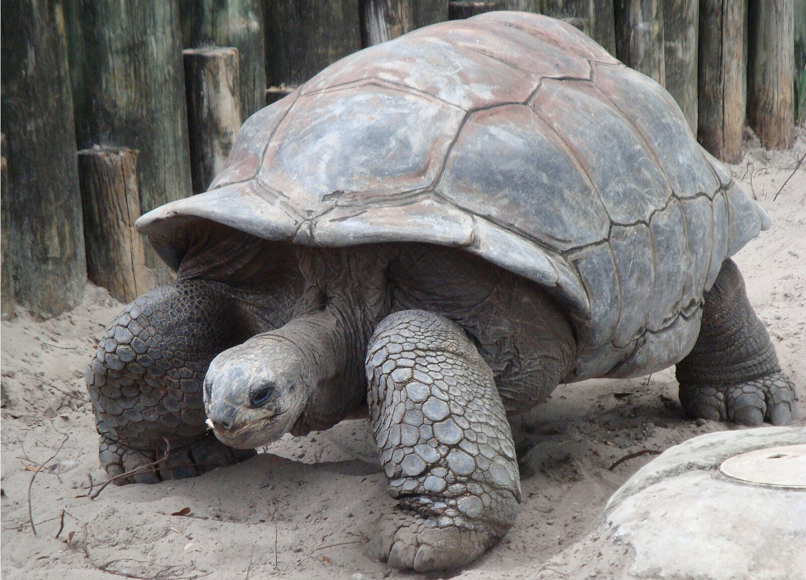 Our Tortoise-like Fed