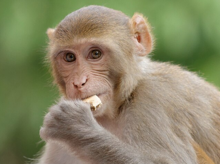 The Monkey’s Paw and rates of interest