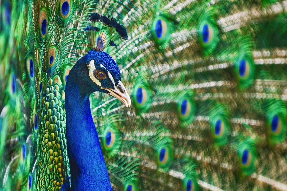 Chicken Brains, Chicken Intercourse, and All Sorts of Magnificence (with Matt Ridley)