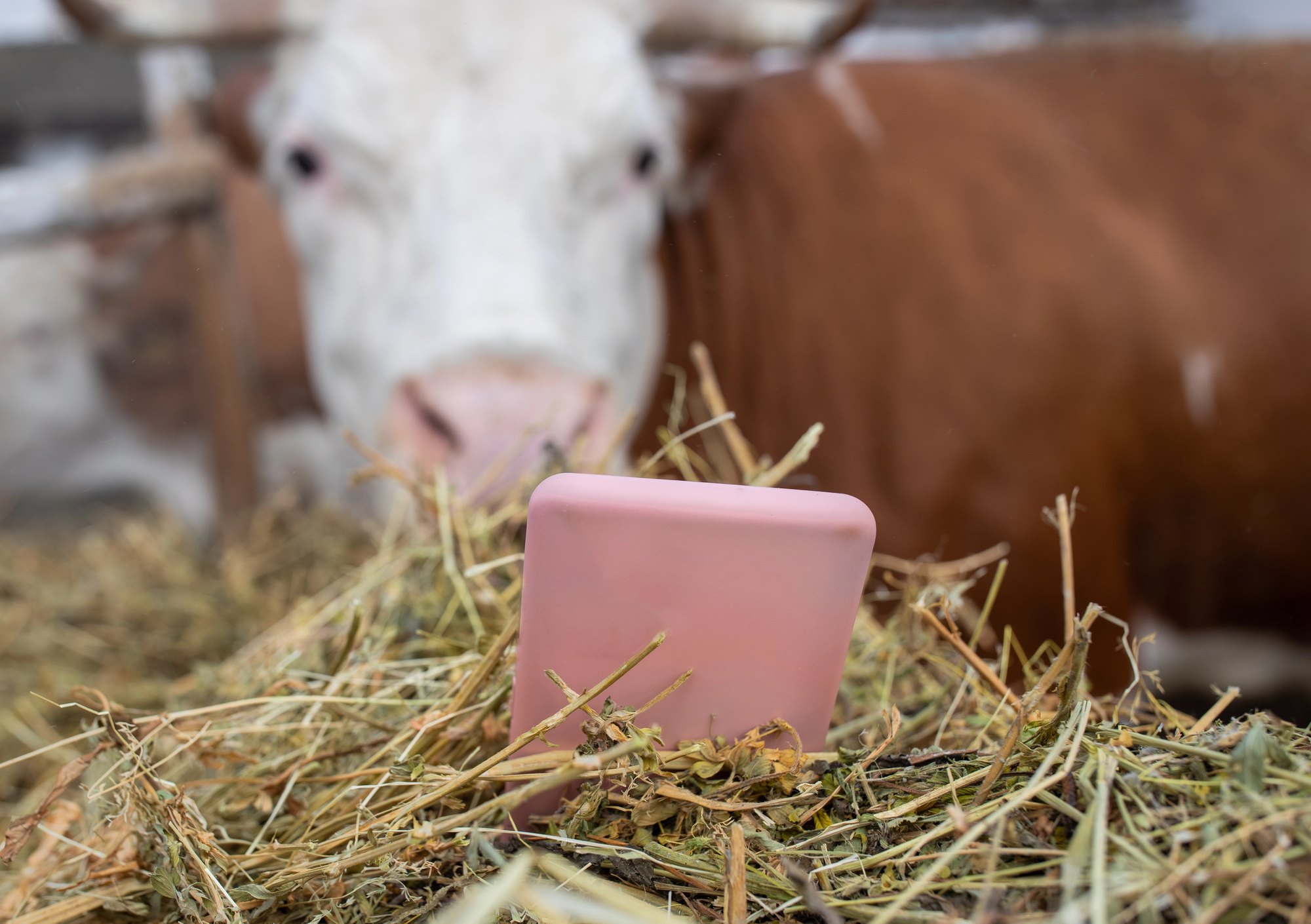 Can a Phone Be a Cow? (with Philip Auerswald) Can a Phone Be a Cow? (with Philip Auerswald)
